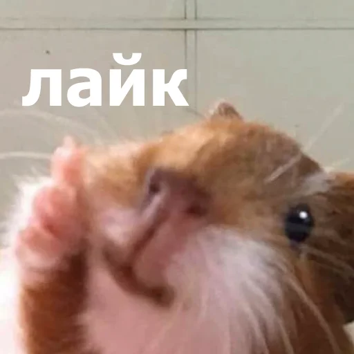 🙂 Стикер «Funny Animals 4» для Telegram