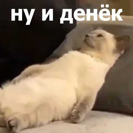🫥 Стикер «Funny Animals 4» для Telegram