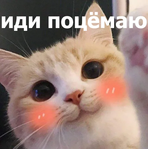 😚 Стикер «Funny Animals 4» для Telegram