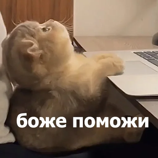 😣 Стикер «Funny Animals 4» для Telegram