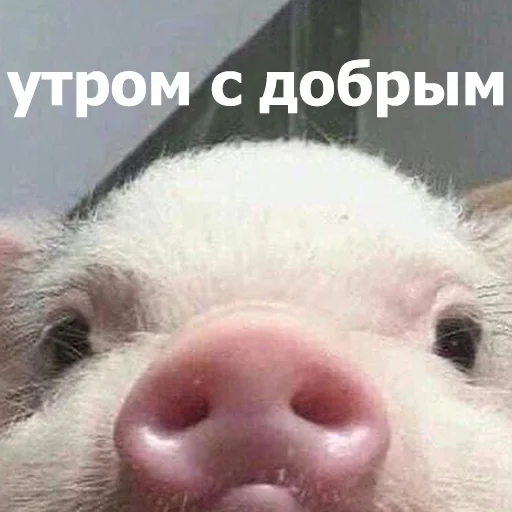 😊 Стикер «Funny Animals 4» для Telegram