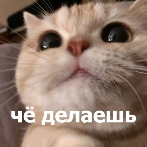 😊 Стикер «Funny Animals 4» для Telegram