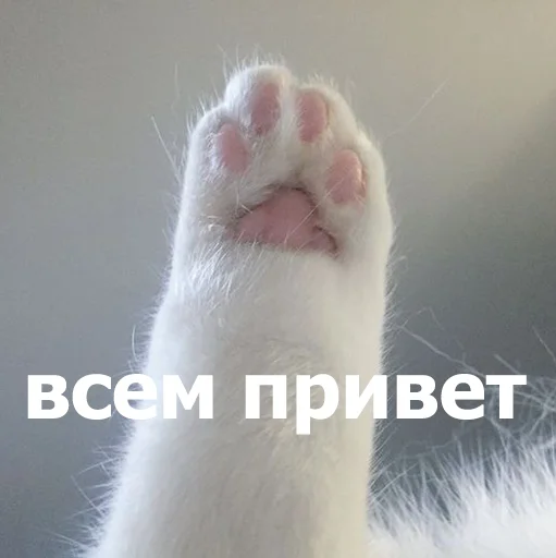 👋 Стикер «Funny Animals 4» для Telegram