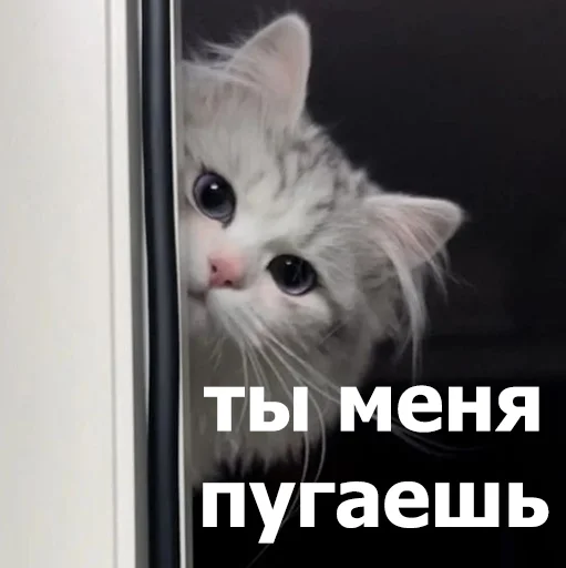 😨 Стикер «Funny Animals 4» для Telegram