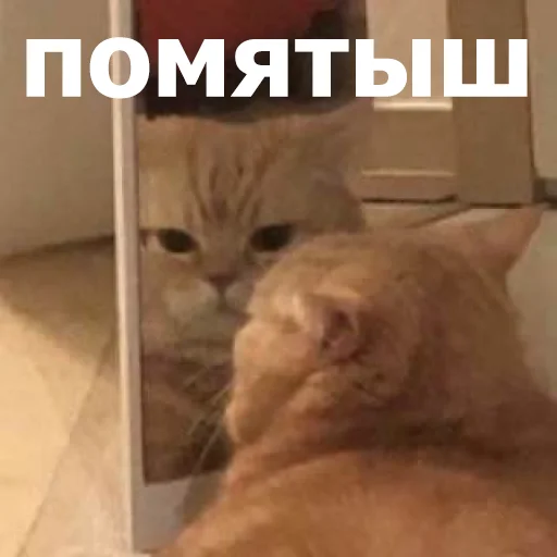 😐 Стикер «Funny Animals 4» для Telegram