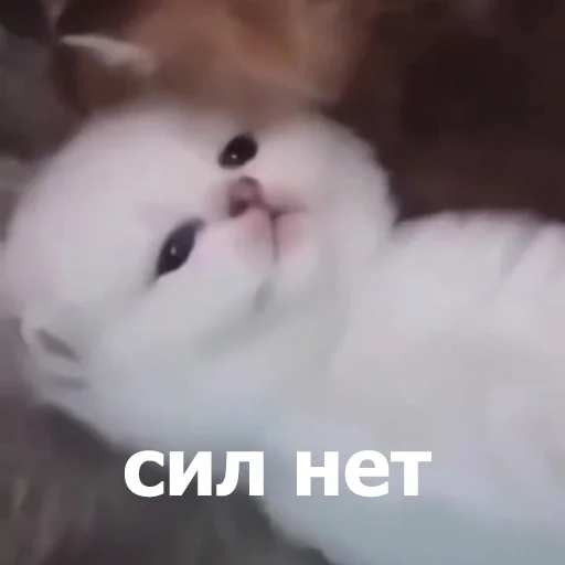 😒 Стикер «Funny Animals 4» для Telegram