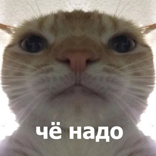 😐 Стикер «Funny Animals 4» для Telegram