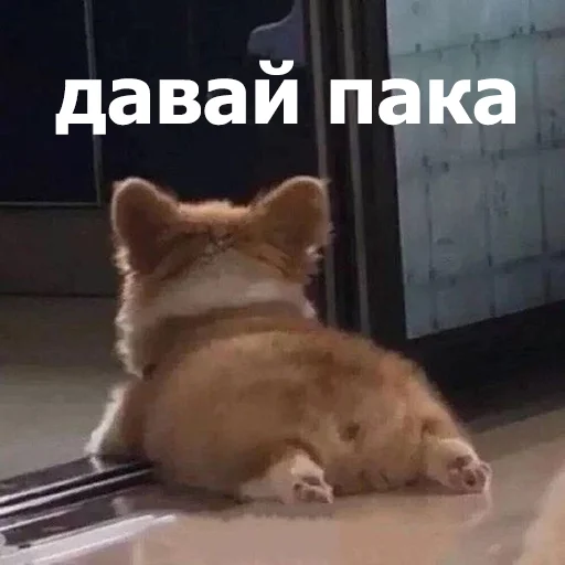 🤚 Стикер «Funny Animals 4» для Telegram