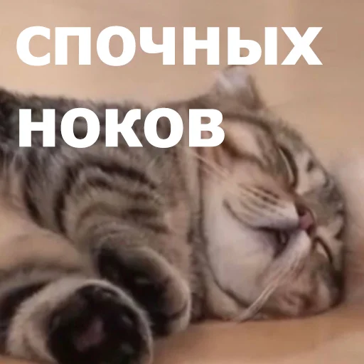 😴 Стикер «Funny Animals 4» для Telegram