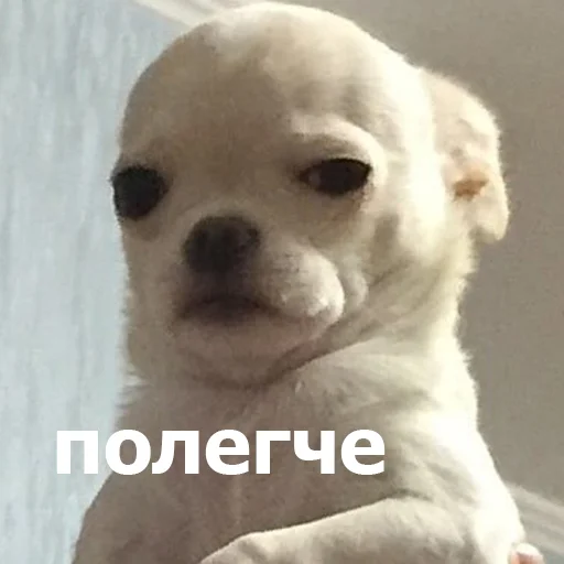 🤚 Стикер «Funny Animals 4» для Telegram