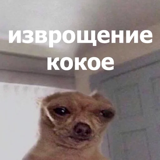 🫣 Стикер «Funny Animals 4» для Telegram
