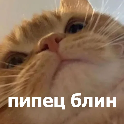 😐 Стикер «Funny Animals 4» для Telegram