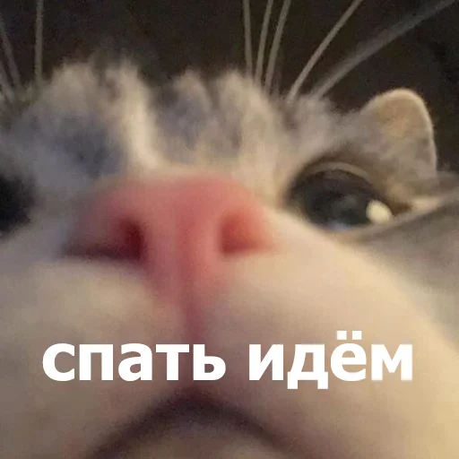 😴 Стикер «Funny Animals 4» для Telegram