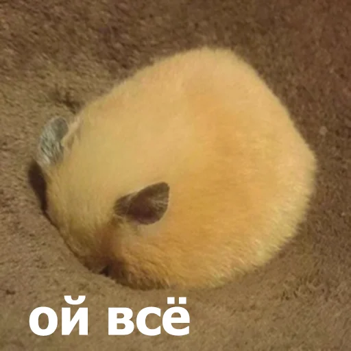 😒 Стикер «Funny Animals 4» для Telegram
