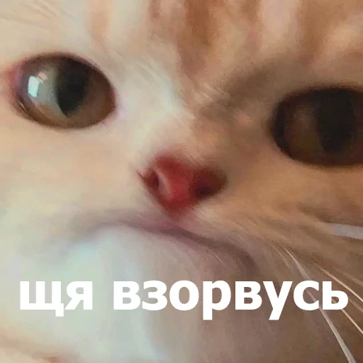 😣 Стикер «Funny Animals 4» для Telegram