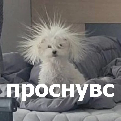 👋 Стикер «Funny Animals 4» для Telegram