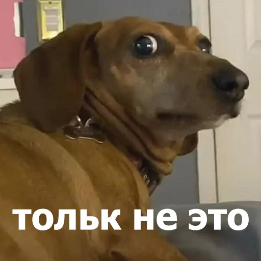 🫣 Стикер «Funny Animals 4» для Telegram