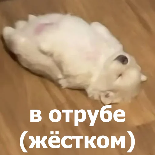 🥱 Стикер «Funny Animals 4» для Telegram