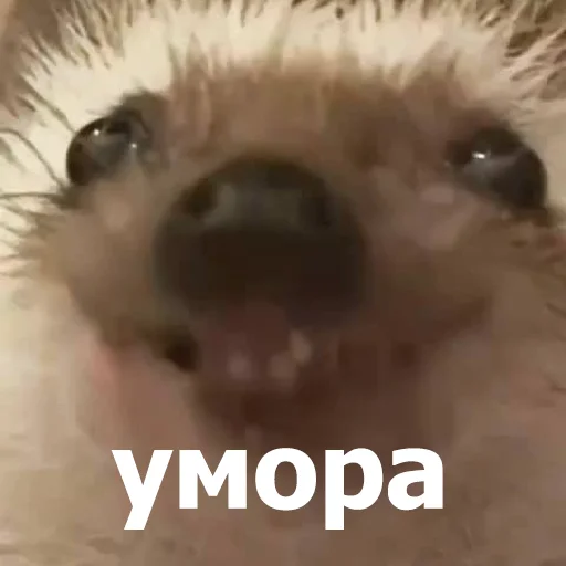 😄 Стикер «Funny Animals 4» для Telegram