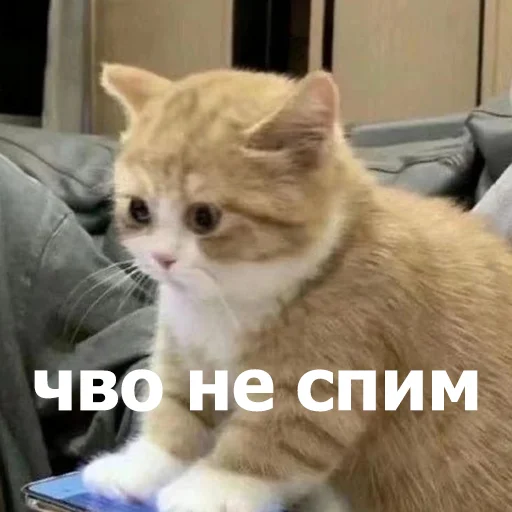 🤨 Стикер «Funny Animals 4» для Telegram