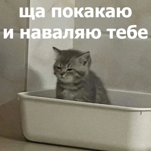 🫵 Стикер «Funny Animals 4» для Telegram