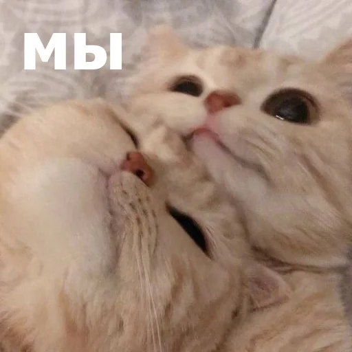 😊 Стикер «Funny Animals 4» для Telegram