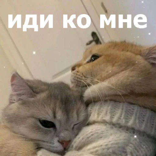🥹 Стикер «Funny Animals 4» для Telegram