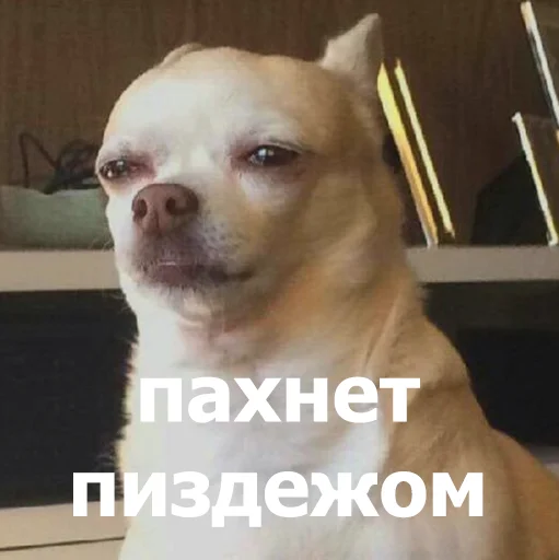 🤔 Стикер «Funny Animals 4» для Telegram