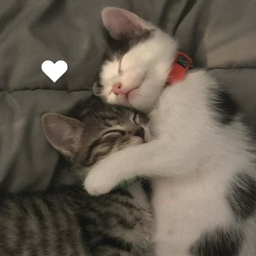 😍 Стикер «Funny Animals 4» для Telegram