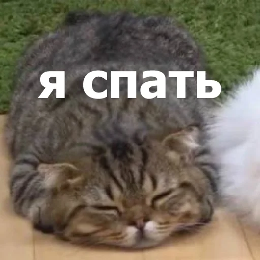 😴 Стикер «Funny Animals 4» для Telegram