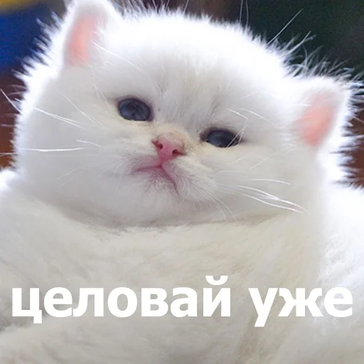 😗 Стикер «Funny Animals 4» для Telegram