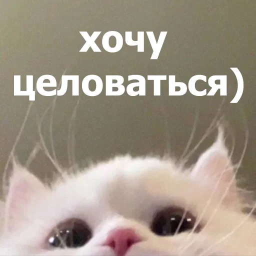😚 Стикер «Funny Animals 4» для Telegram
