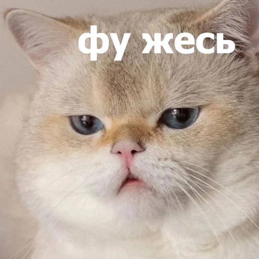 🫤 Стикер «Funny Animals 4» для Telegram