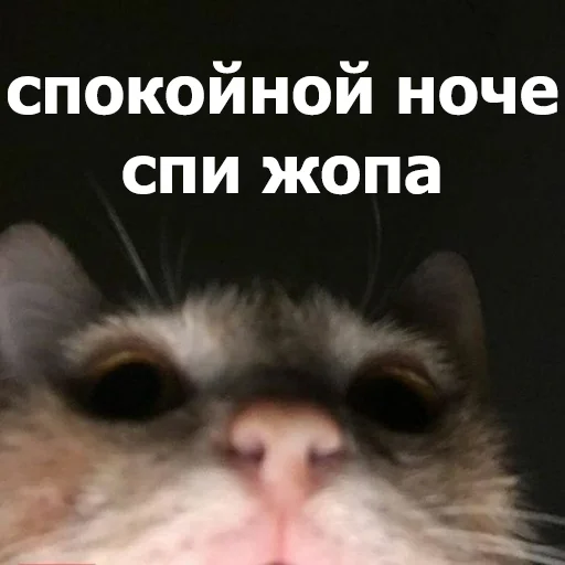 😴 Стикер «Funny Animals 4» для Telegram