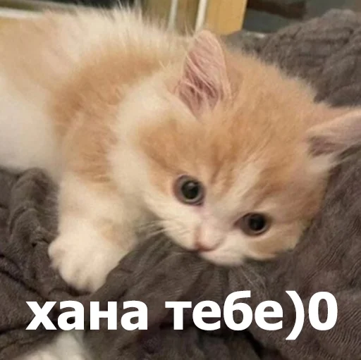 😤 Стикер «Funny Animals 4» для Telegram