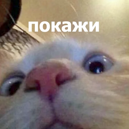 👀 Стикер «Funny Animals 4» для Telegram