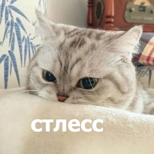 😤 Стикер «Funny Animals 4» для Telegram