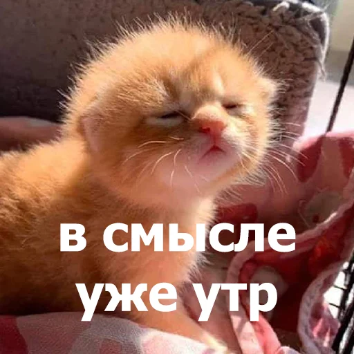 🥱 Стикер «Funny Animals 4» для Telegram