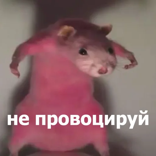 😠 Стикер «Funny Animals 4» для Telegram