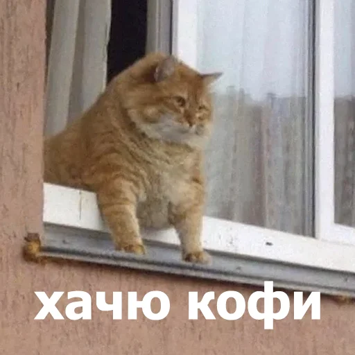 😒 Стикер «Funny Animals 4» для Telegram