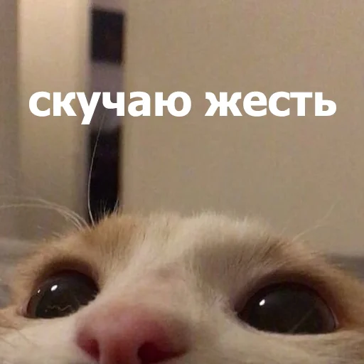😒 Стикер «Funny Animals 4» для Telegram