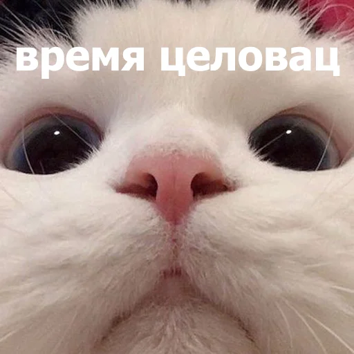 😚 Стикер «Funny Animals 4» для Telegram