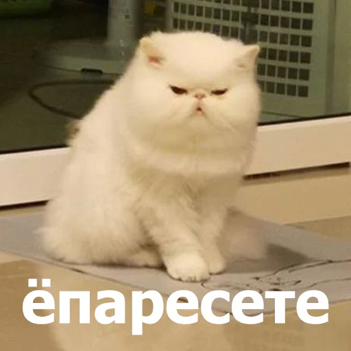 😐 Стикер «Funny Animals 4» для Telegram