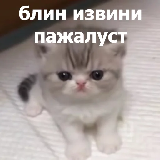 😞 Стикер «Funny Animals 4» для Telegram
