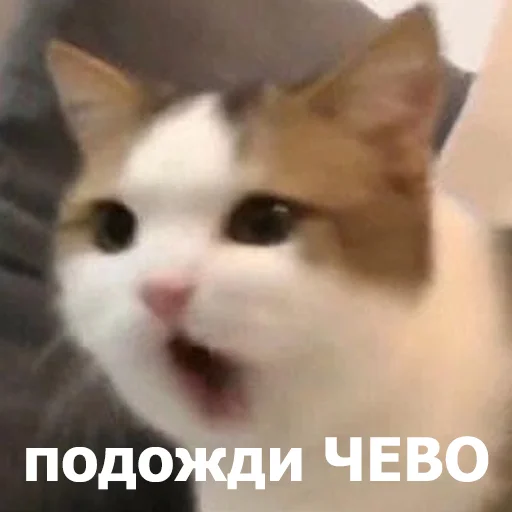 😮 Стикер «Funny Animals 4» для Telegram