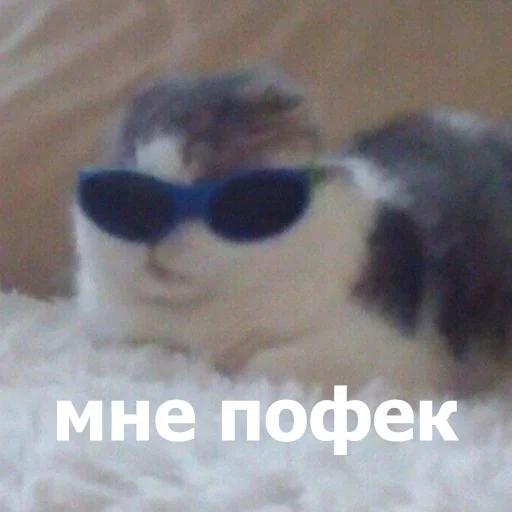 🤓 Стикер «Funny Animals 4» для Telegram