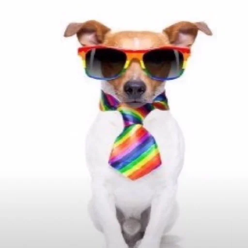 🏳‍🌈 Стикер «собаченя» для Telegram