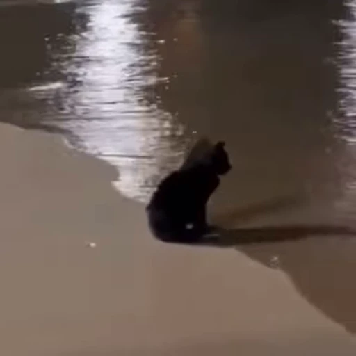🐈‍⬛ Стикер «Ken and Lon» для Telegram