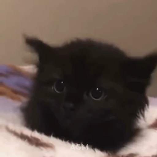 🐈‍⬛ Стикер «Ken and Lon» для Telegram