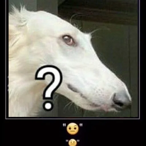 🧐 Стикер «longnose style» для Telegram